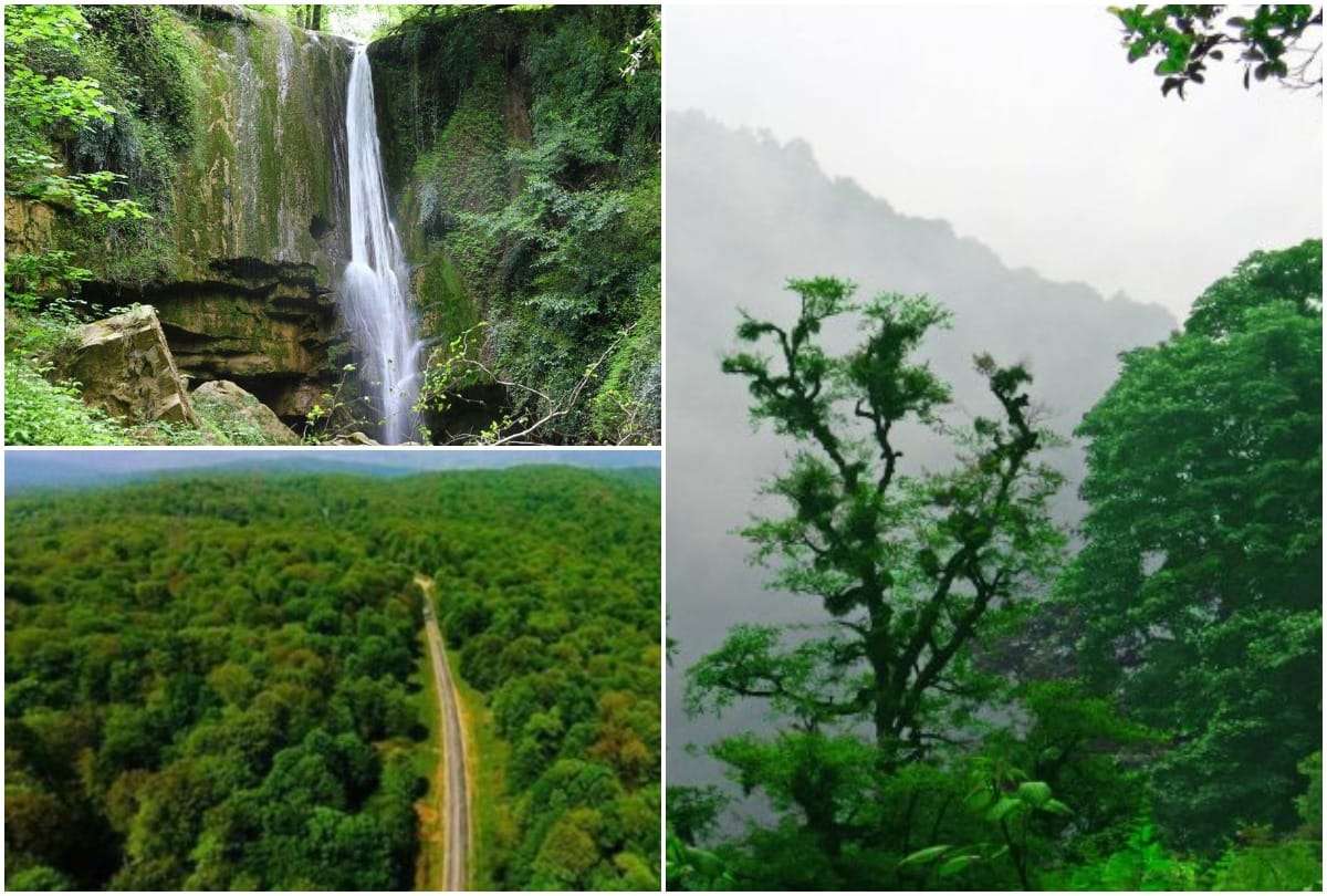 UNESCO adds Iranian forest to World Heritage List