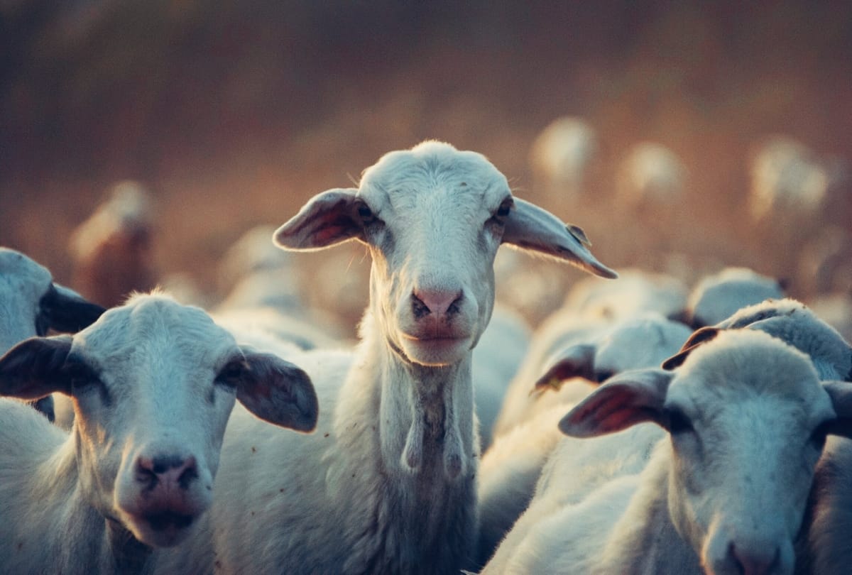 goat milk formula contain anti infection properties good for infant gut health