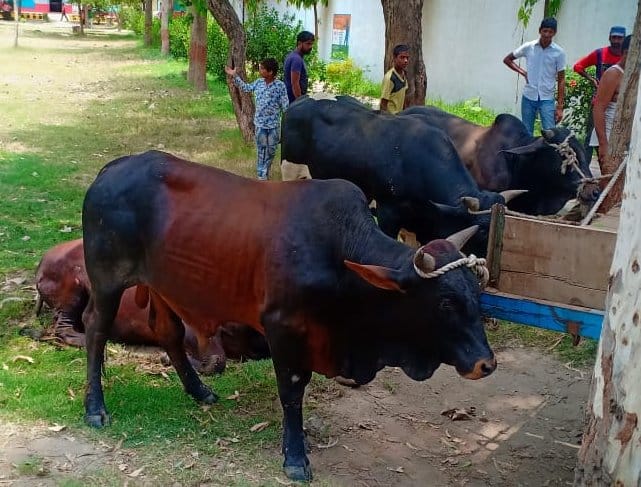 Catching awaara cows damaging the crops