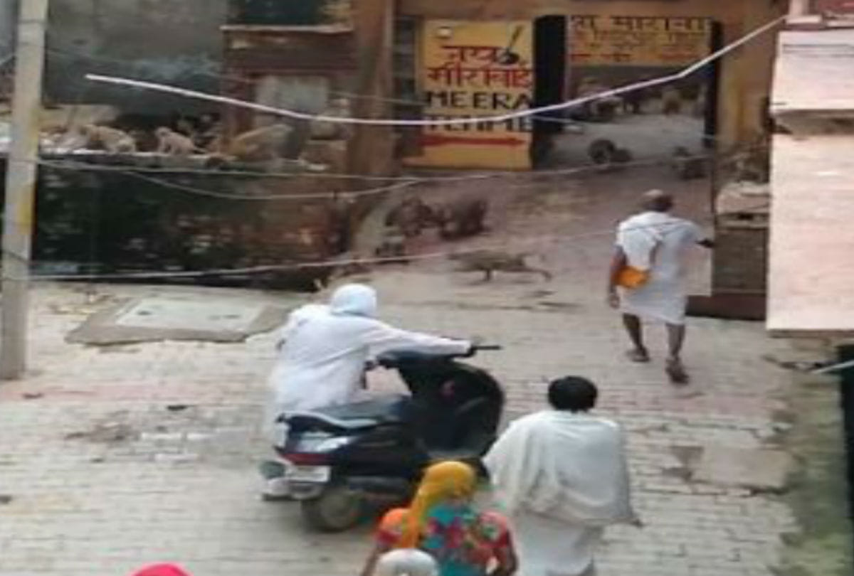 monkeys attacked the trader in vrindavan