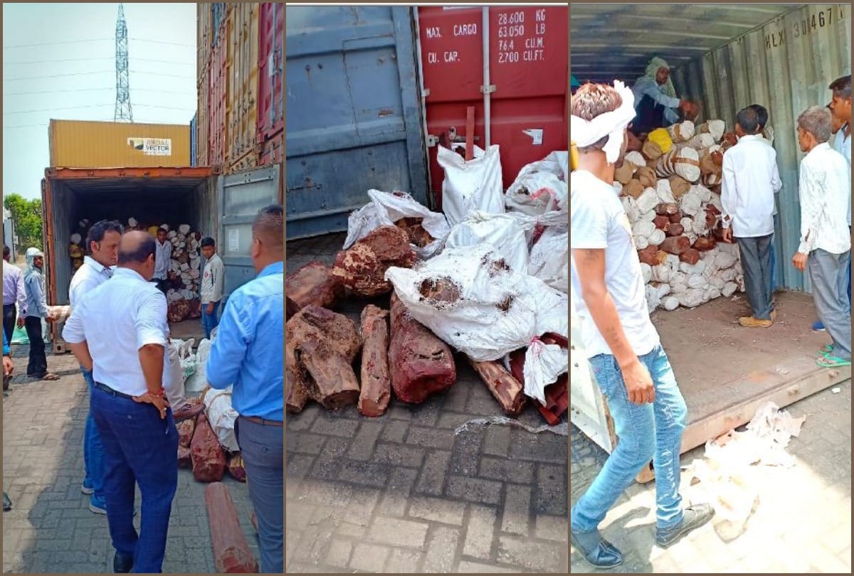 Sandalwood worth 30 crore rupees ready for export to Singapore found in Greater Noida