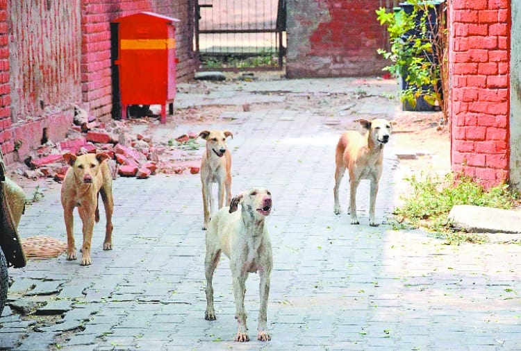 stray dogs terror in chandigarh
