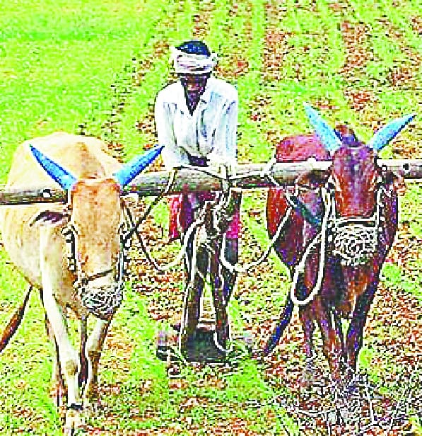 'One stop shop' to increase farmer's income