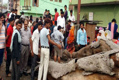 tree fall Down on 17 Year old Girl died family in deep sorrow
