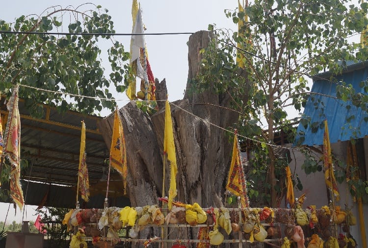 weird facts, Unique Tree of Peepal from time of mahabharata