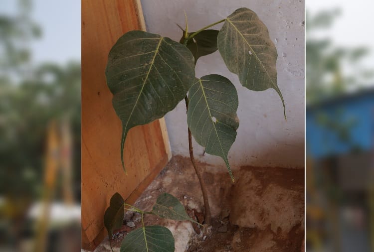 weird facts, Unique Tree of Peepal from time of mahabharata