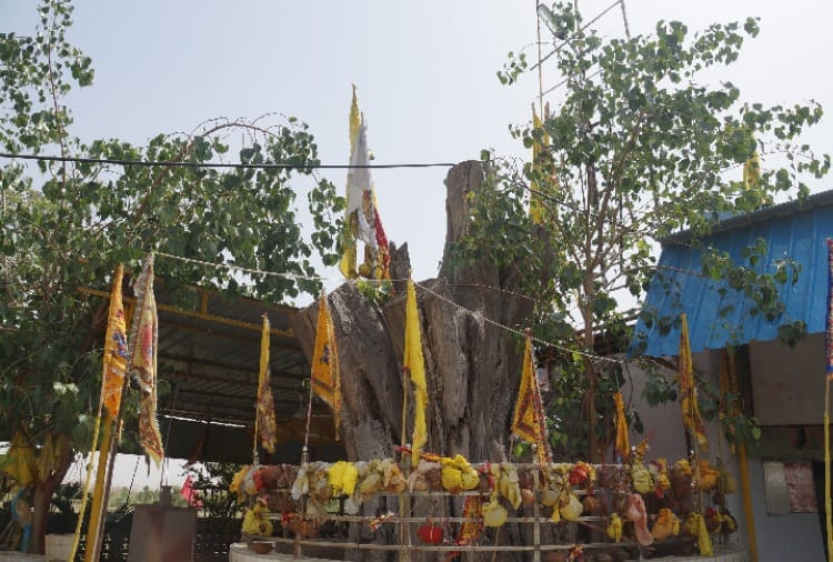 weird facts, Unique Tree of Peepal from time of mahabharata