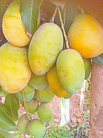 the mango tasteless due to high rate