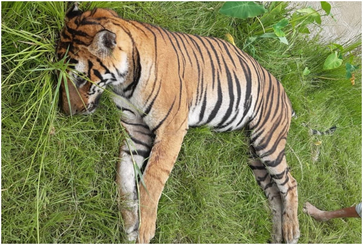 Tiger found dead in Chandrapur Maharashtra forest