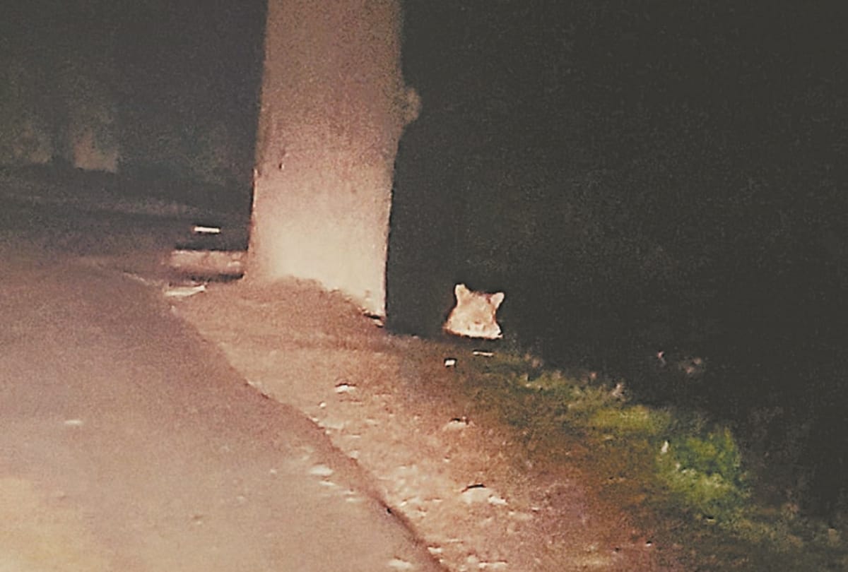 leopard seen in picture palace mussoorie uttarakhand