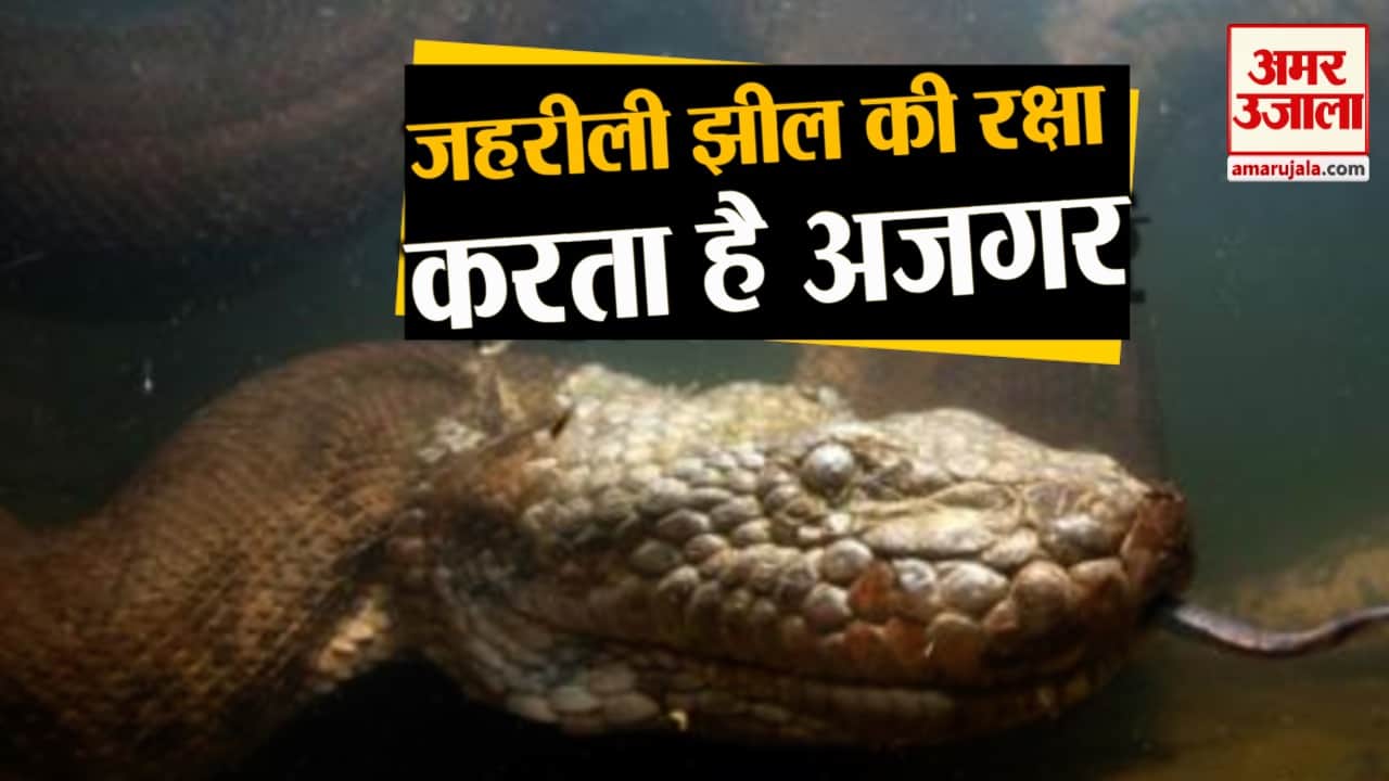 डिजाइन पिक्चर