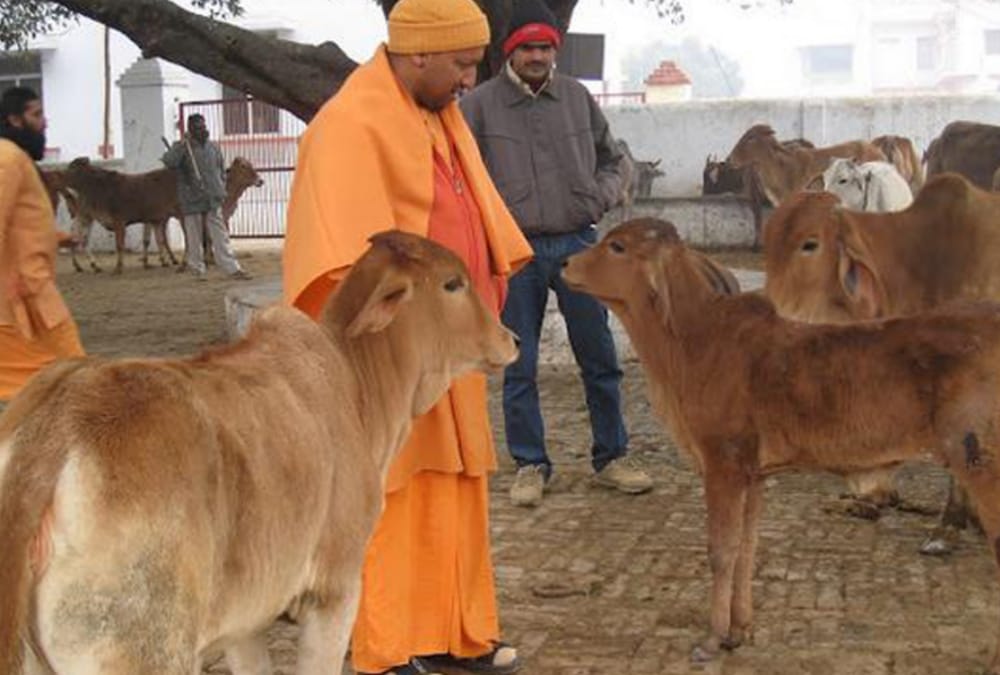 900 rupees to be given to farmers to take care of cows.