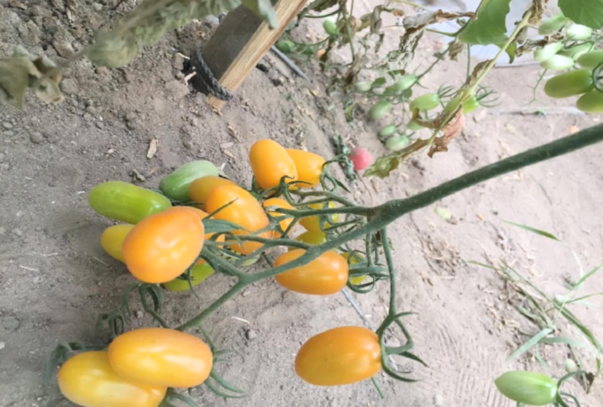 Cherry tomatoes: Cut ripe tomatoes, dry and fry any time