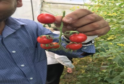 Cherry tomatoes: Cut ripe tomatoes, dry and fry any time