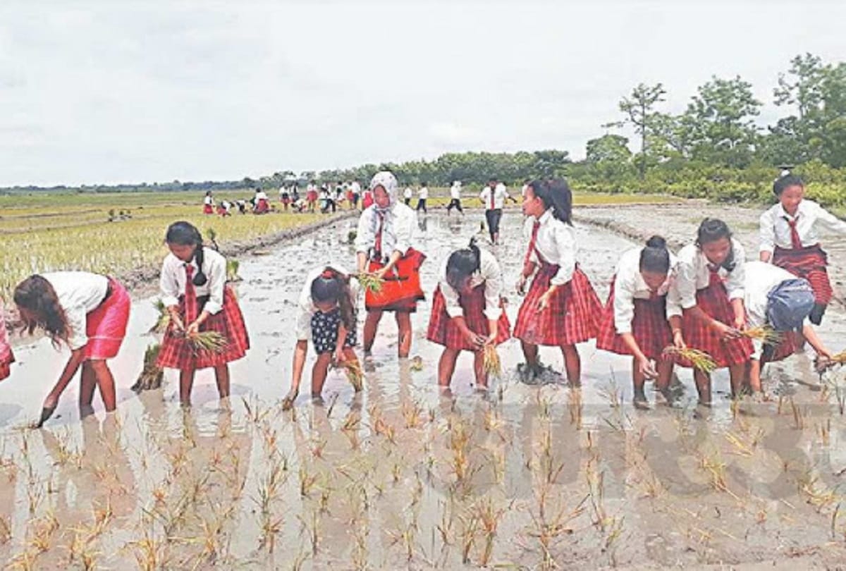 Kids learn paddy transplantation in School uniform