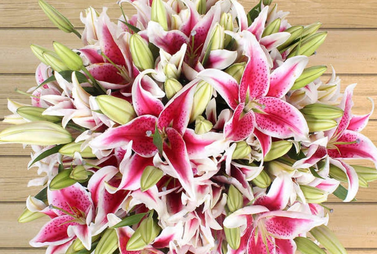 oriental lily flower farming in Thunag Mandi Himachal Pradesh