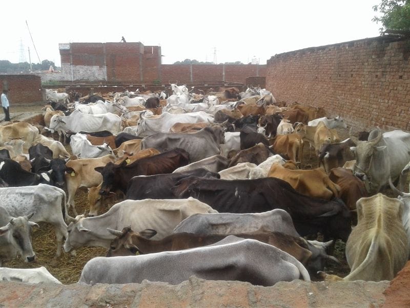 Prayagraj: Three dozen animals die in the swamp of Gosha of Yogi