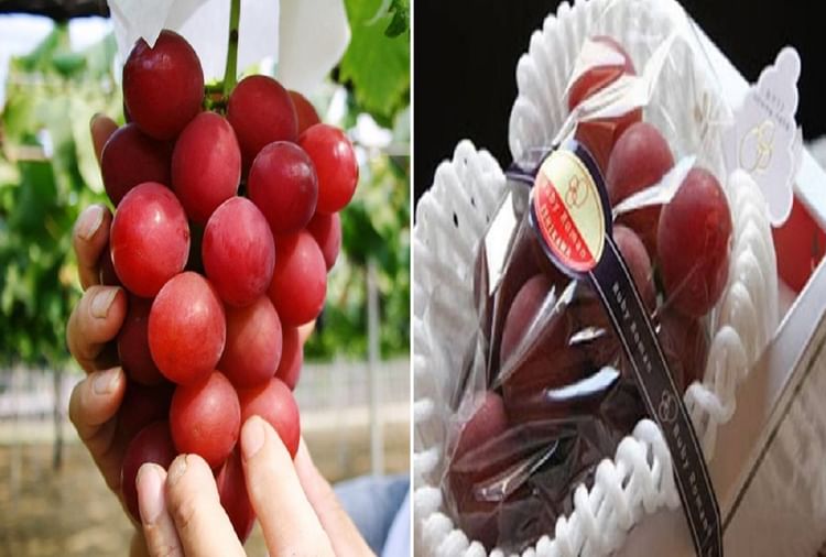 Red Grapes Ruby Roman One Bunch Just Sold For 7.5 Lakh Rupees In Japan