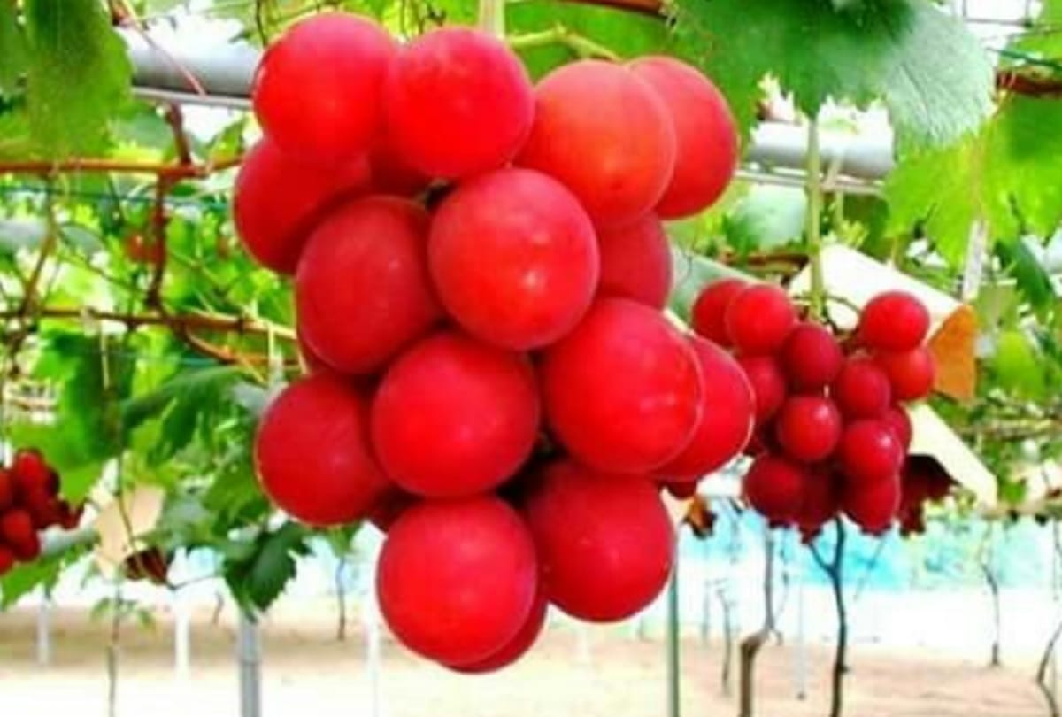 Red Grapes Ruby Roman one bunch just sold for 7.5 lakh rupees in Japan