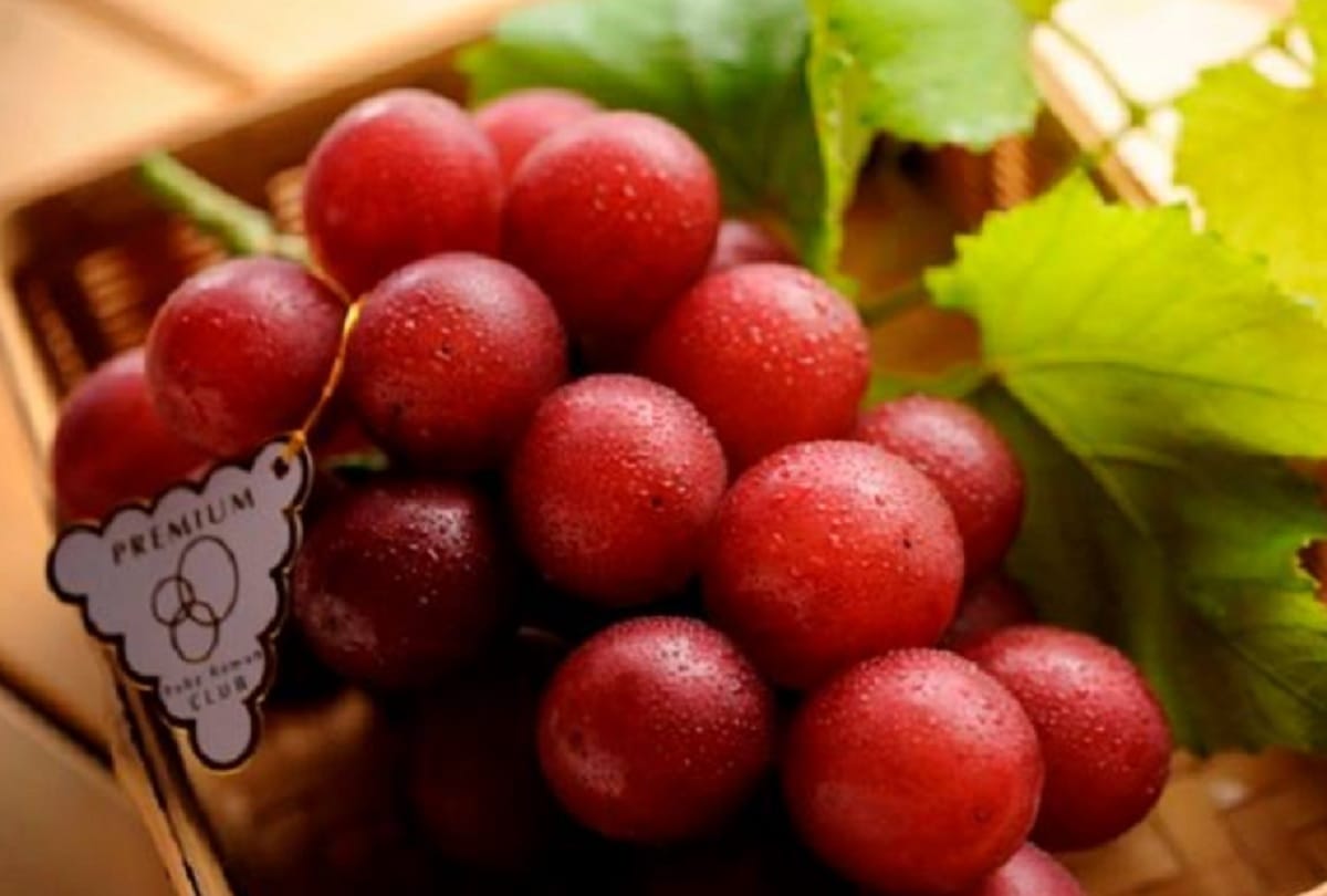 ruby roman most expensive grapes which one bunch price is 7.5 lakh rupees