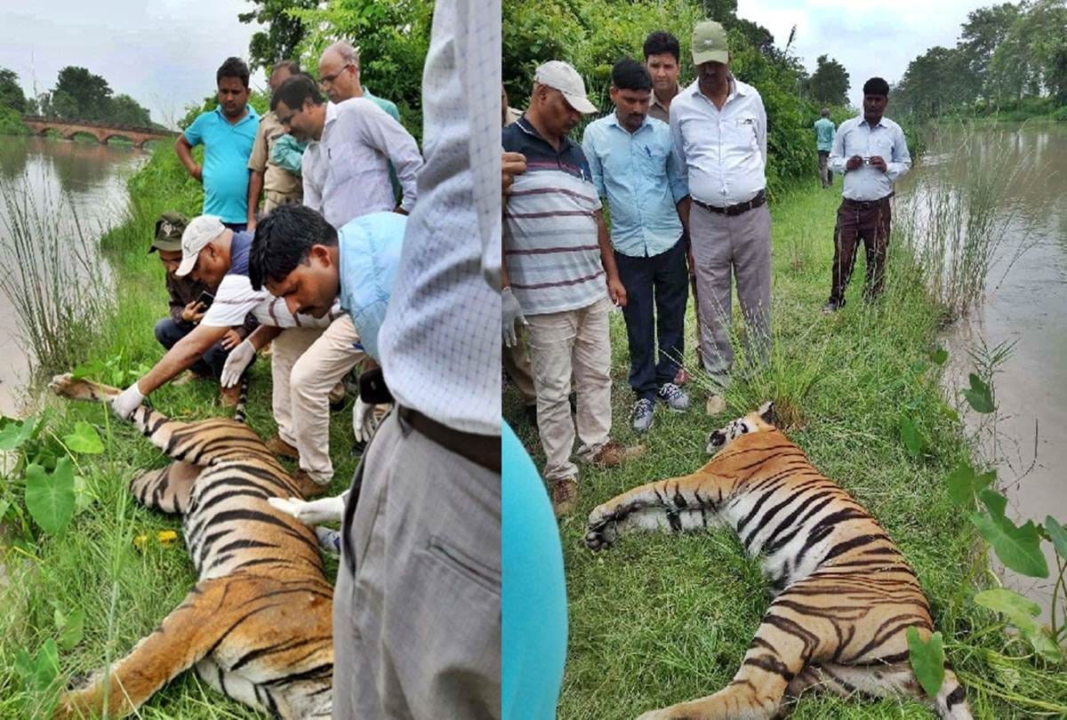 Tiger dead body found in canal, postmortem will reveal the cause of death
