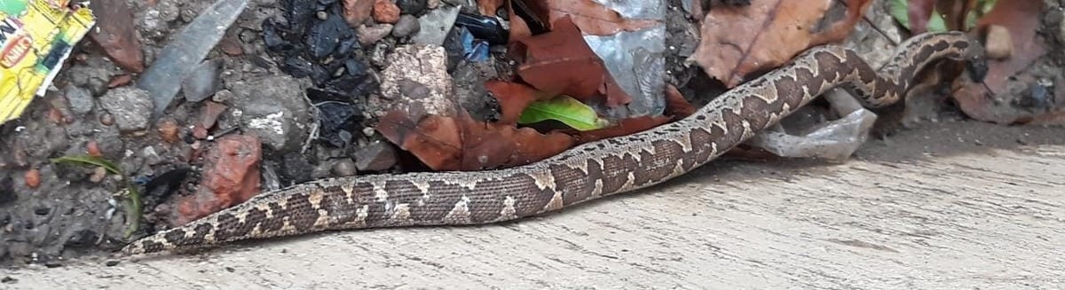 people panic to see python azgar found in front Agrasen Inter College in Varanasi