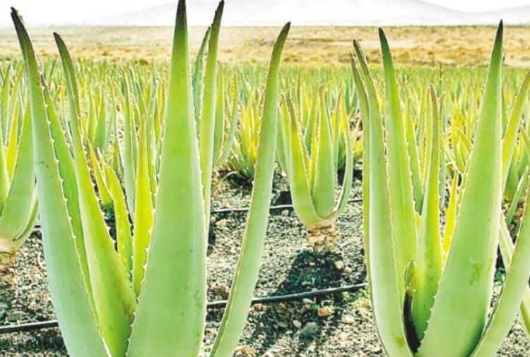 Know About Appropriate Time For Farming Of Aloe Vera Amar Ujala Hindi