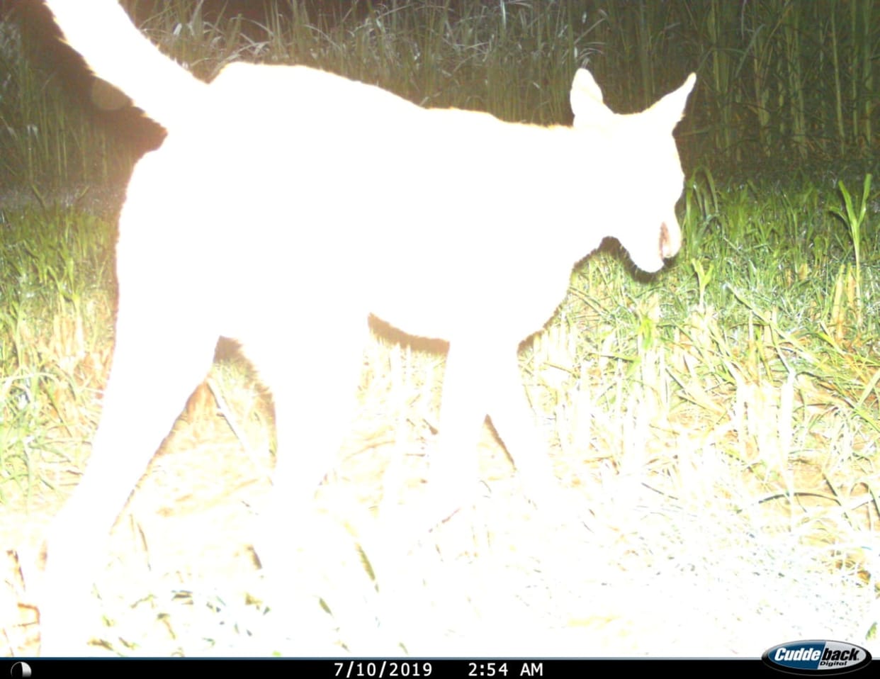 Captured animal in camera, footage sent to Dehradun