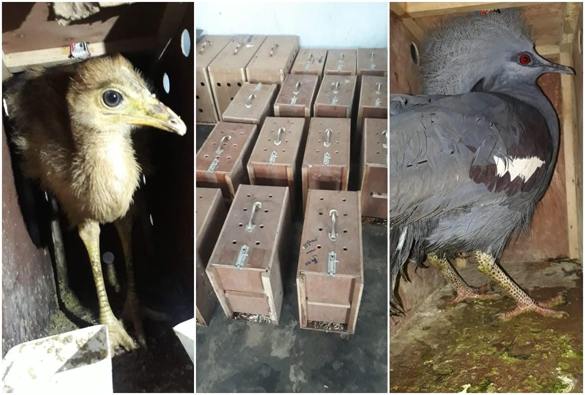 BSF frees more than 18000 birds from smugglers