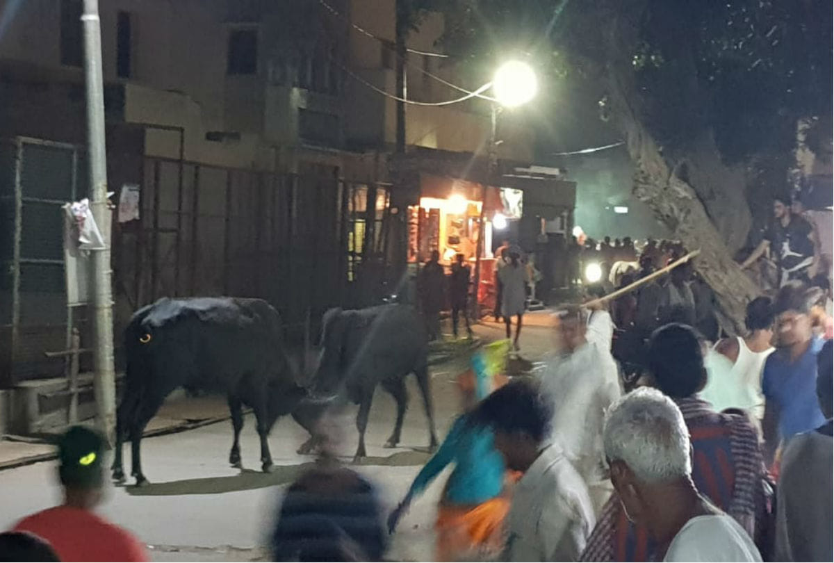 bulls fight on parikrama marg in mudiya purnima mela govardhan