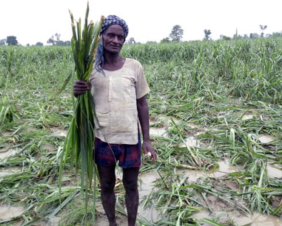 elephants lost 20 bigha sugarcane