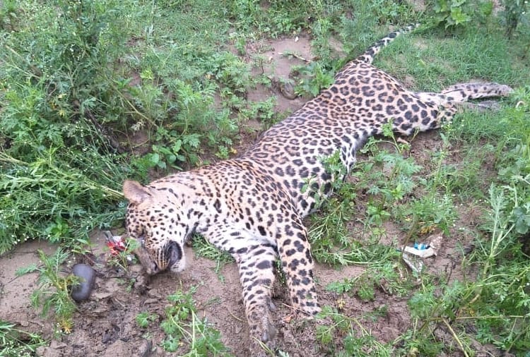 Leopard Found Dead In Yamunanagar Of Haryana