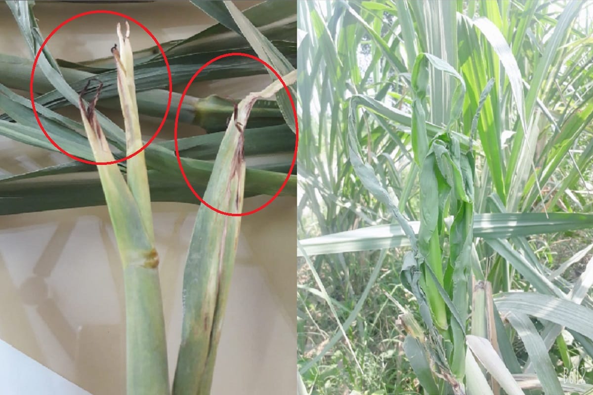 Sugarcane crops are facing heavy losses from a particular disease in western UP