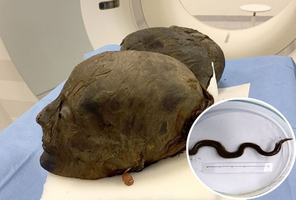 Mummies secret scientists find how to preserved hair of ancient egyptian noblewomen