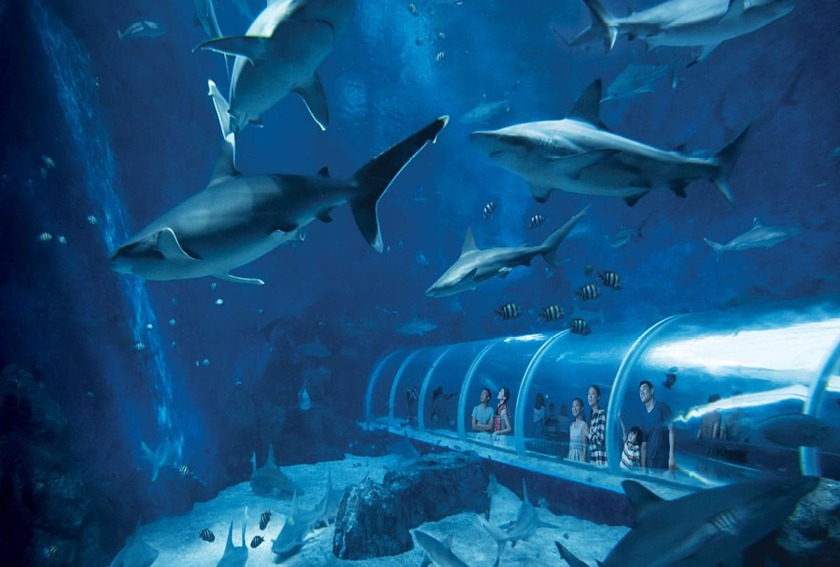 fish house to be build in srinagar as bulid in Sentosa Island Singapore