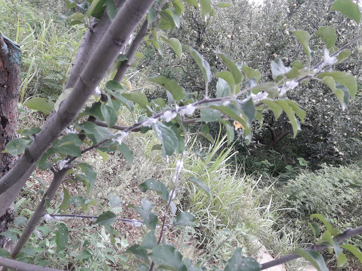 apple