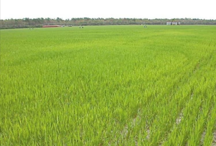 Paddy cultivation will be in dry Monsoon, Know scientific formula