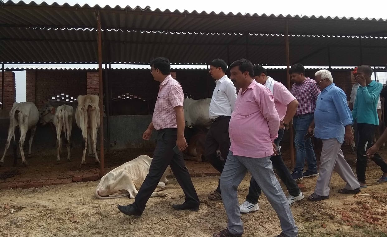 The death of six cows in Dhanupur karari Bhadali