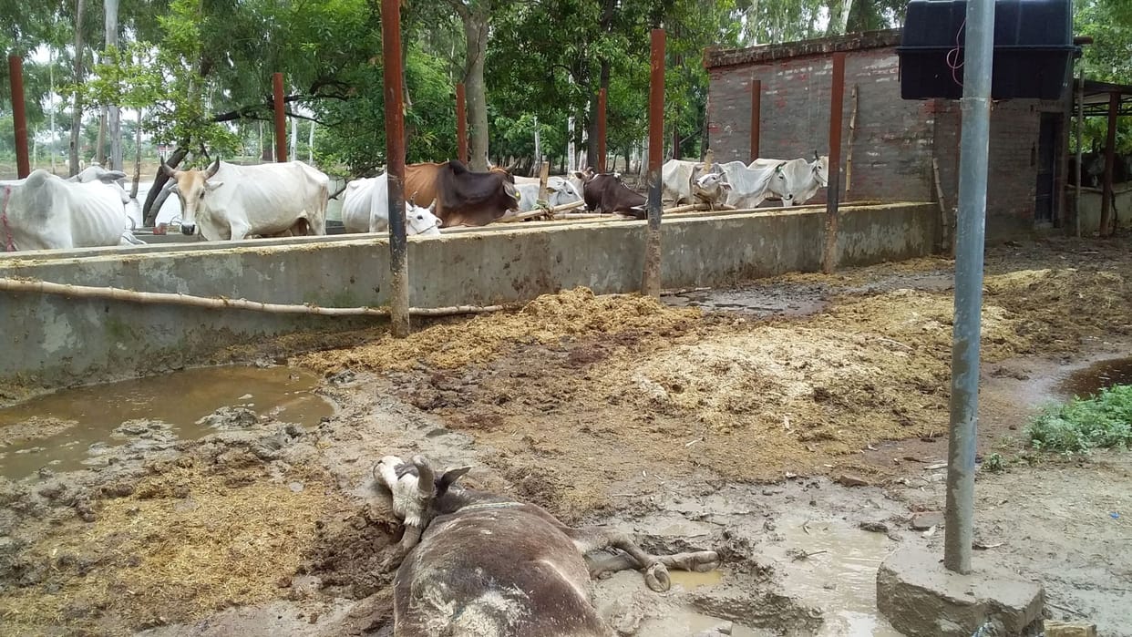 cow death to the death in godari cowhouse