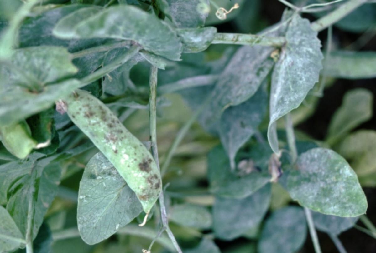 Downy mildew fungal diseases of peas Crop in Himachal Pradesh