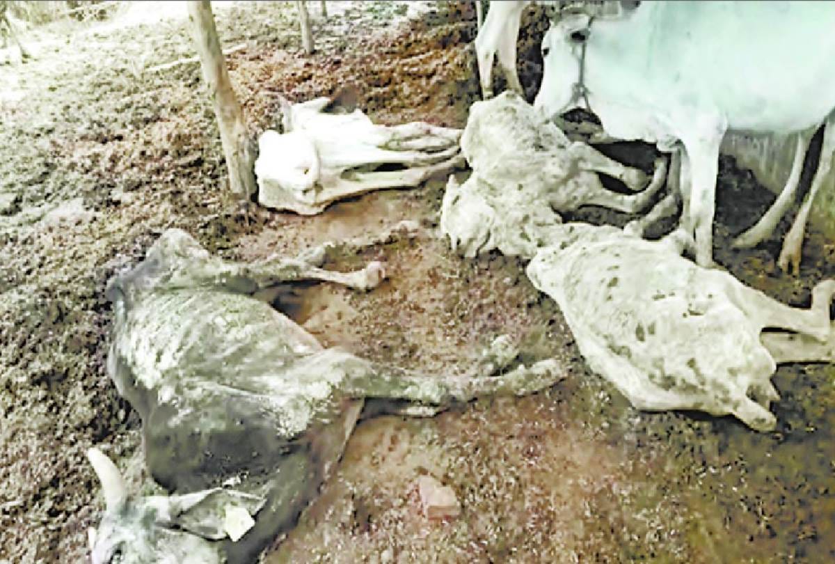 cow died in cow shelter in shravasti few postmortem rest thrown away