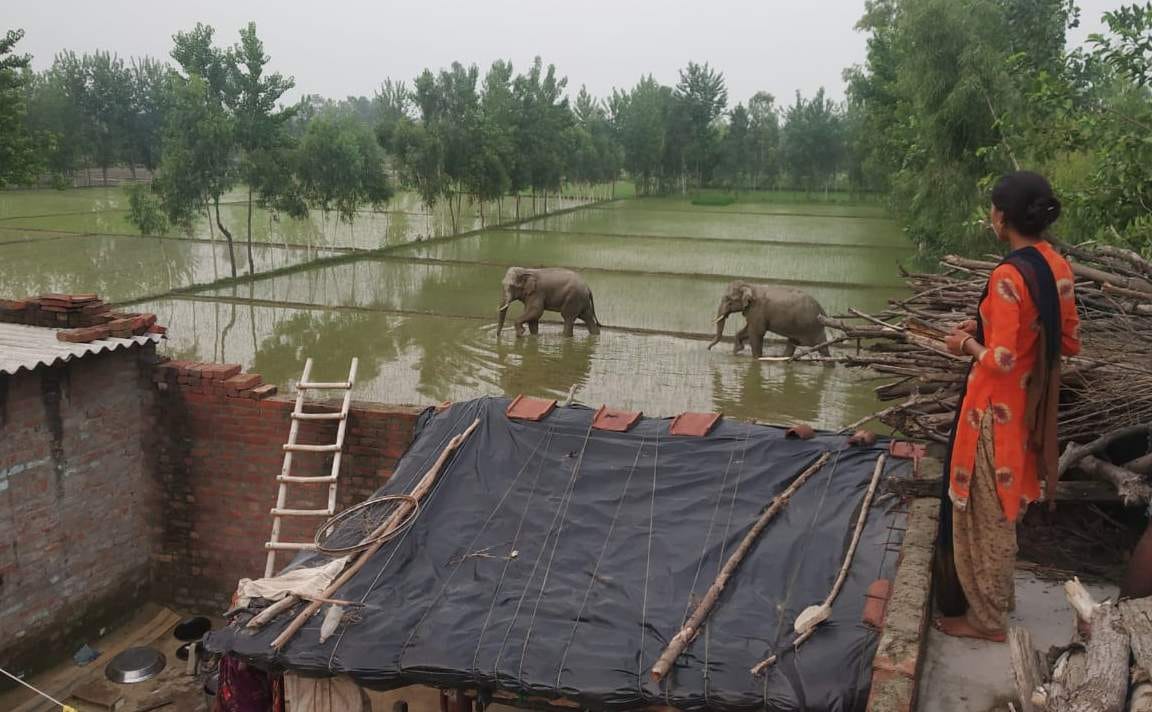 elephant comes to rampur, alart forest department