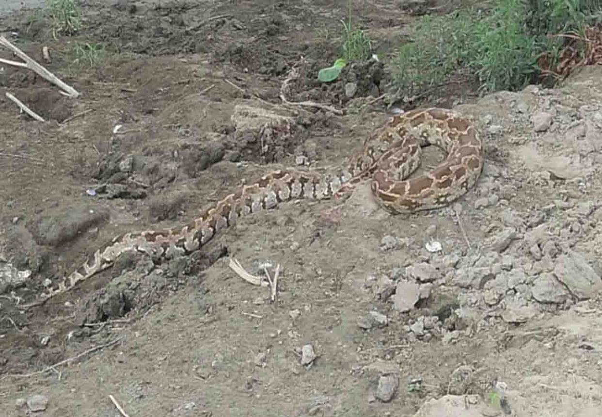 up dial 100 caught Python in farrukhabad