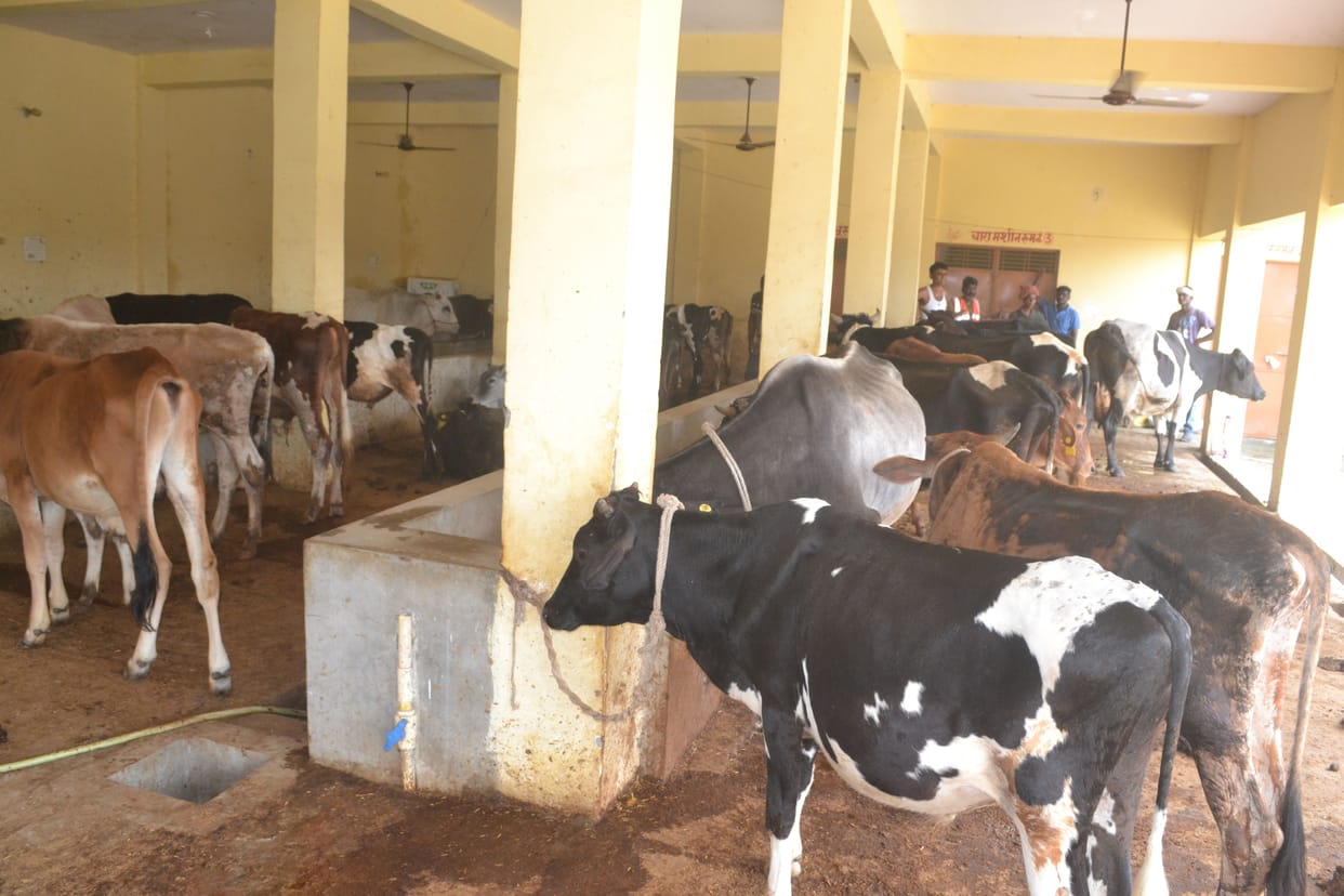 One cow died in nagar palika goshala