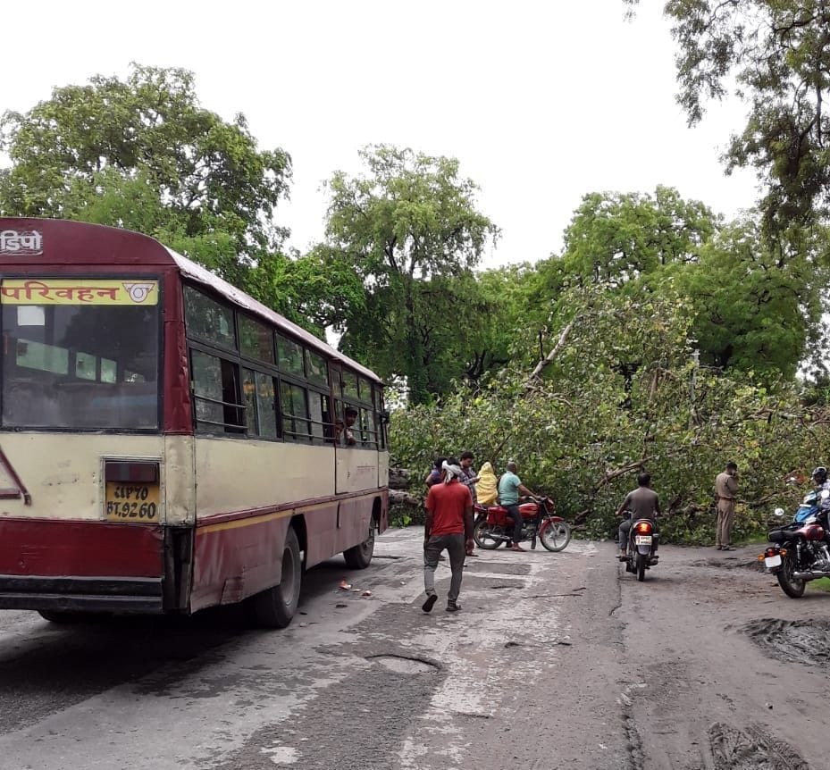tree fall on highway