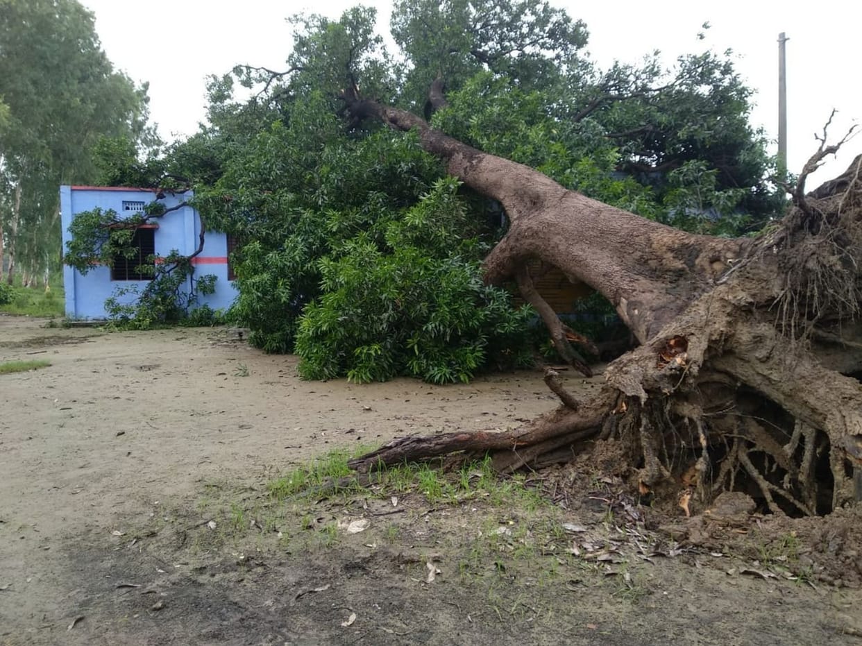 tree fall down on school