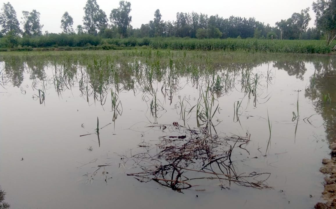 Rains on the mountains, on the boom, the crop is submerged