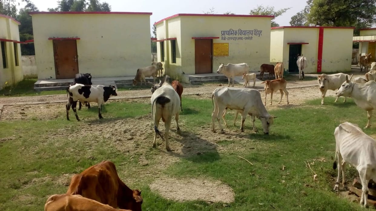 Break off school lock and leave off cattle