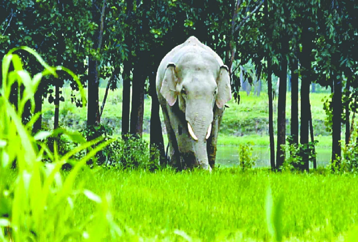 elephants reached on Elephant Day program at rishikesh