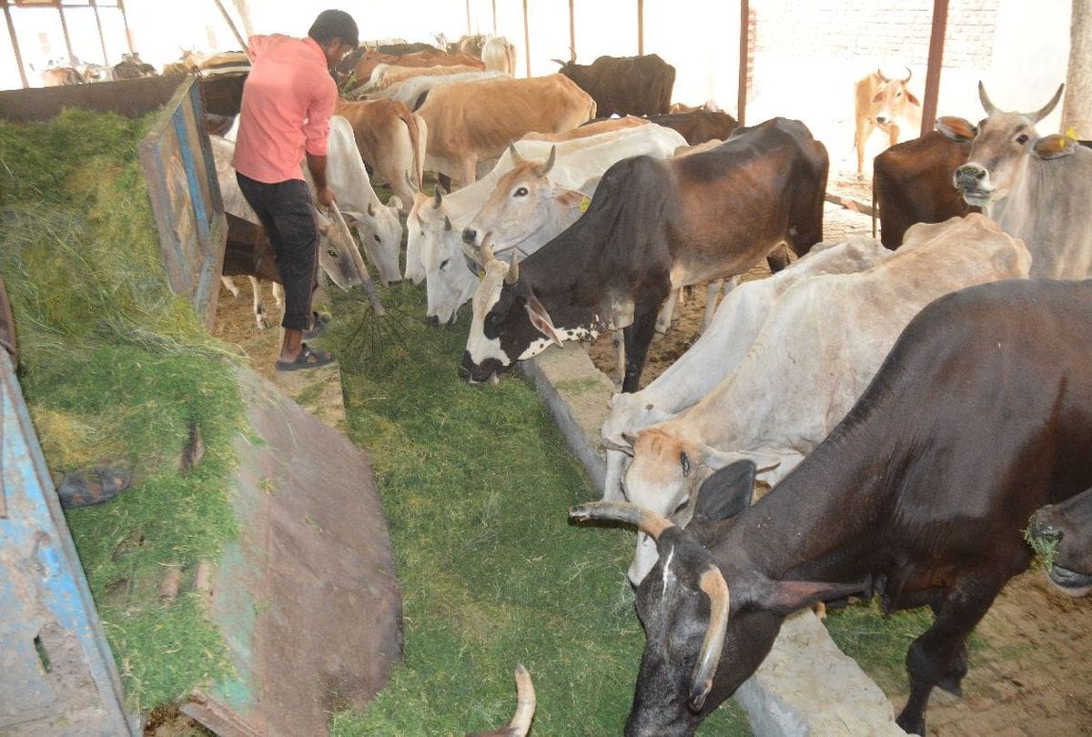 Dm inspected of goshala in agra